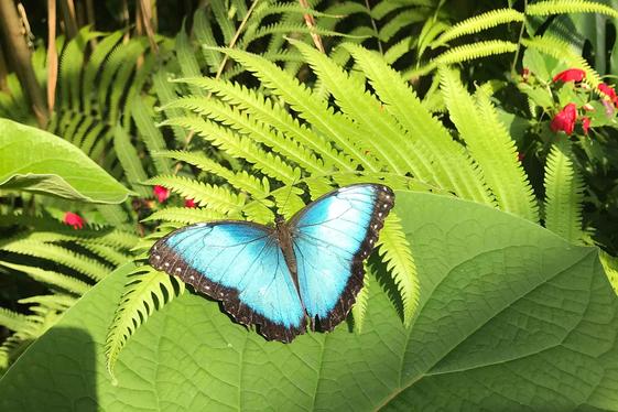 The colors of the Morpho butterfly are based on micro-structures. Image: Tilmann Kuhn